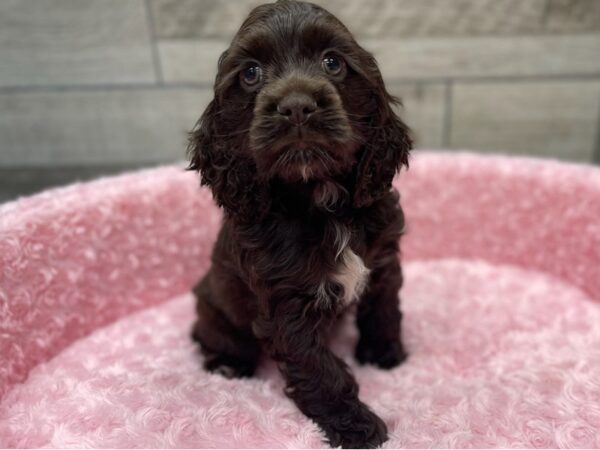 Cocker Spaniel DOG Female Chocolate 9499 Petland San Antonio, TX