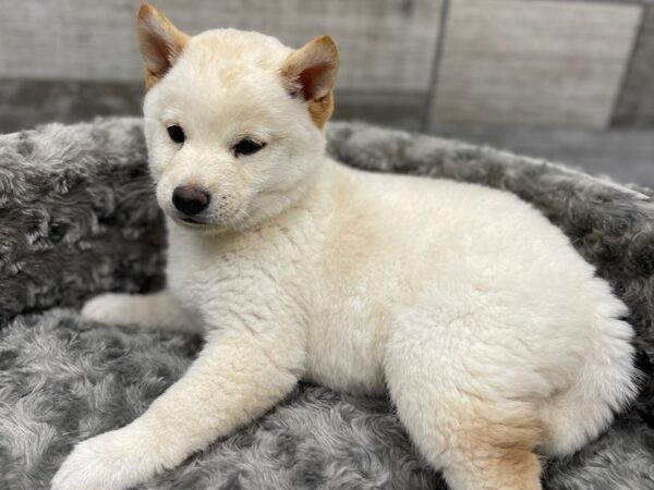 Shiba Inu DOG Male Cream 9500 Petland San Antonio, TX