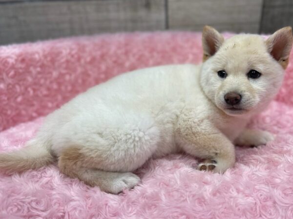 Shiba Inu DOG Female Cream 9501 Petland San Antonio, TX