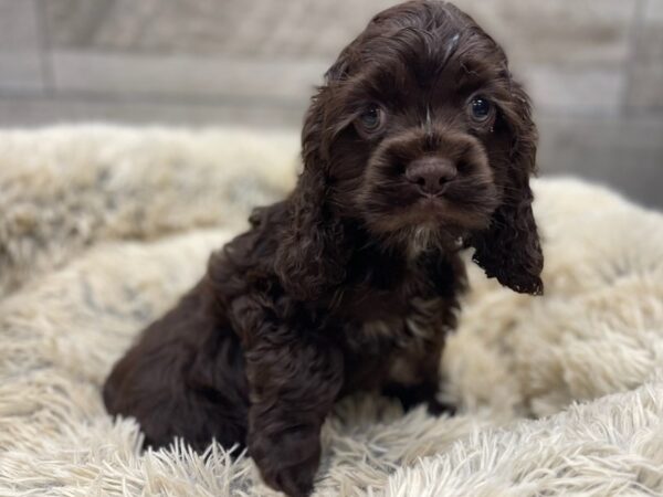 Cocker Spaniel DOG Male Chocolate 9498 Petland San Antonio, TX