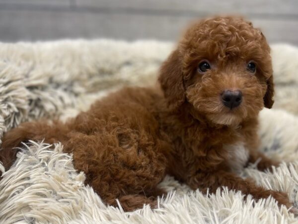 Cavapoo DOG Male Red 9496 Petland San Antonio, TX