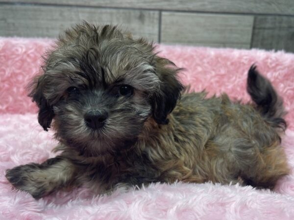 Havanese DOG Female Sable 9495 Petland San Antonio, TX