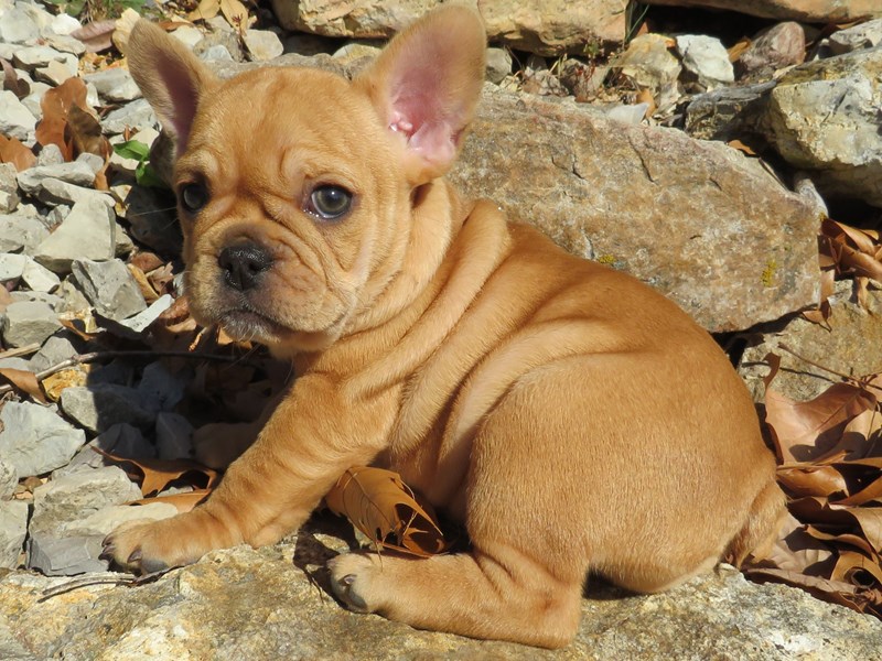 French Bulldog Puppy Fawn ID:9502 Located at Petland San Antonio, TX
