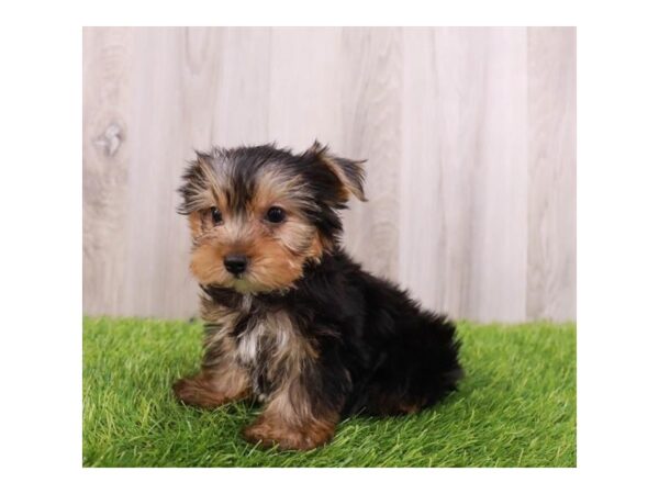 Yorkshire Terrier DOG Male Black / Tan 6578 Petland San Antonio, TX