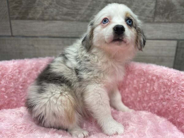 Miniature Australian Shepherd DOG Female Blue Merle 9504 Petland San Antonio, TX