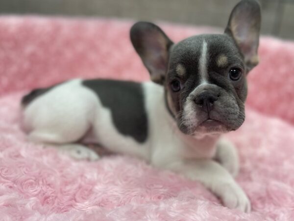 French Bulldog DOG Female Blue & White Piebald 9505 Petland San Antonio, TX