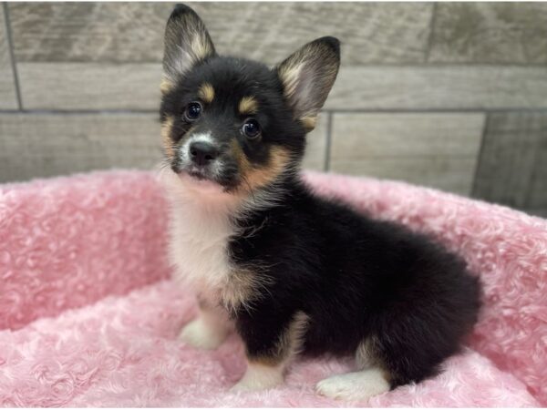 Pembroke Welsh Corgi DOG Female Black White & Tan 9509 Petland San Antonio, TX