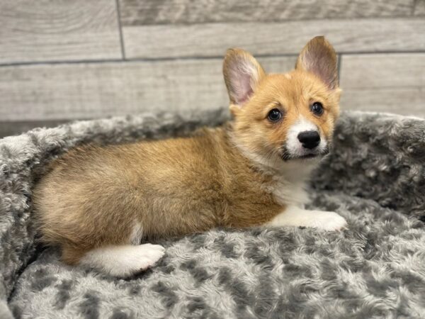 Pembroke Welsh Corgi DOG Male Red & White 9508 Petland San Antonio, TX