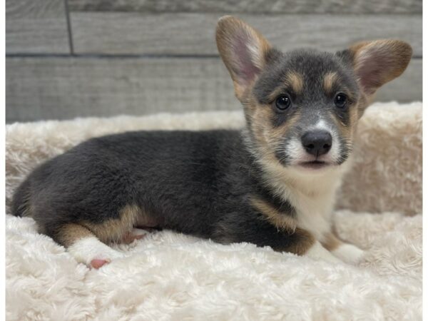 Pembroke Welsh Corgi DOG Male Blue & White 9503 Petland San Antonio, TX