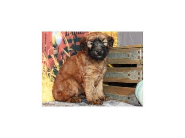 Soft Coated Wheaten Terrier-DOG-Male-Wheaten-9506-Petland San Antonio, TX