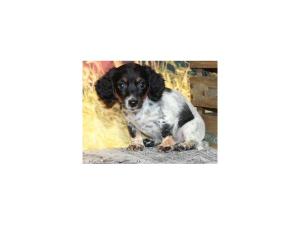 Dachshund DOG Female Black & Tan Piebald 9507 Petland San Antonio, TX