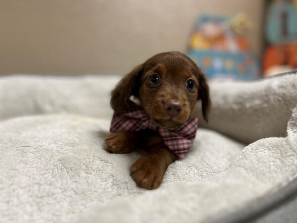 Mini Dachshund DOG Male chlt & tn 6570 Petland San Antonio, TX