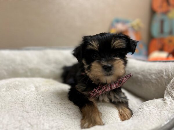 Morkie/Yorkshire Terrier DOG Male blk & tn 6571 Petland San Antonio, TX