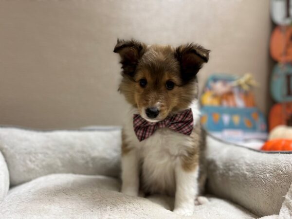 Shetland Sheepdog DOG Male sbl, wh mkgs 6572 Petland San Antonio, TX