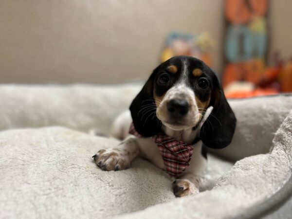 Mini Dachshund-DOG-Male-blk tn pbld dpl-6573-Petland San Antonio, TX