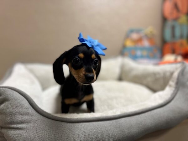 Mini Dachshund-DOG-Female-blk & tn-6574-Petland San Antonio, TX