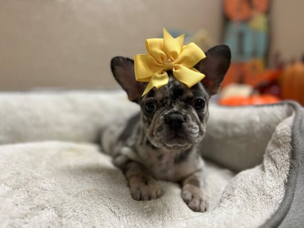 French Bulldog DOG Female bl mrl 6575 Petland San Antonio, TX