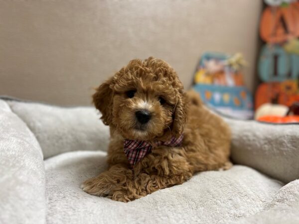 F1B Mini Goldendoodle DOG Male rd 6576 Petland San Antonio, TX