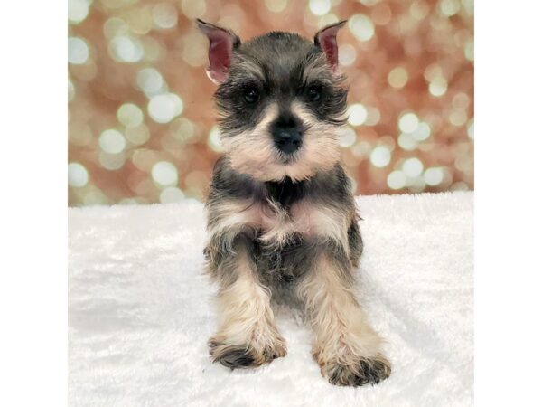 Miniature Schnauzer DOG Female Salt / Pepper 6592 Petland San Antonio, TX