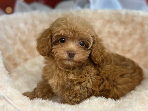 Miniature Poodle-DOG-Female-Red-9517-Petland San Antonio, TX
