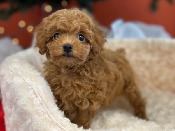 Miniature Poodle DOG Male Red 9516 Petland San Antonio, TX