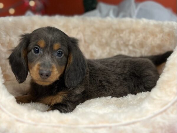 Dachshund DOG Male Blue & Tan 9510 Petland San Antonio, TX