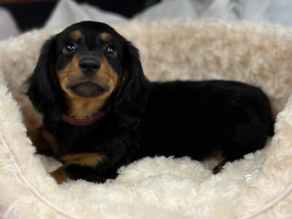 Dachshund DOG Male Black & Tan 9511 Petland San Antonio, TX