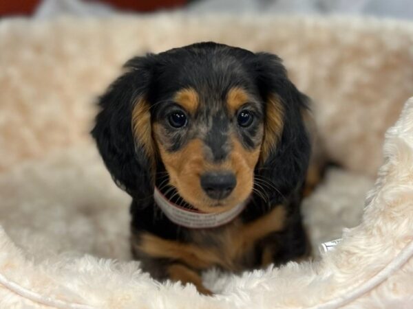 Dachshund DOG Female Blue Dapple 9512 Petland San Antonio, TX