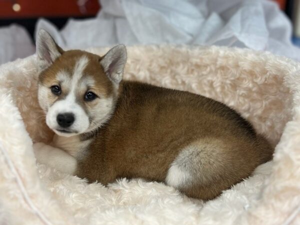 Shiba Inu DOG Female Red Sesame & White 9515 Petland San Antonio, TX