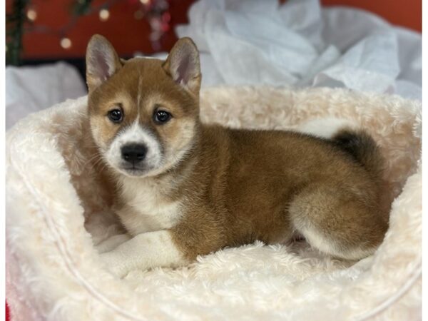 Shiba Inu DOG Male Red Sesame & White 9514 Petland San Antonio, TX