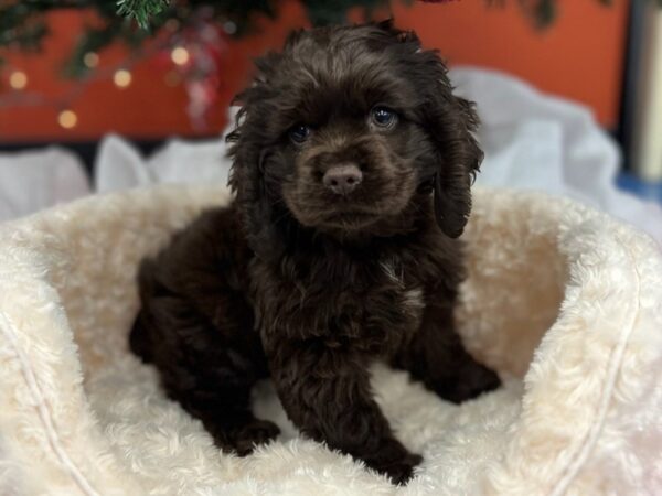 Cocker Spaniel DOG Male Chocolate 9513 Petland San Antonio, TX