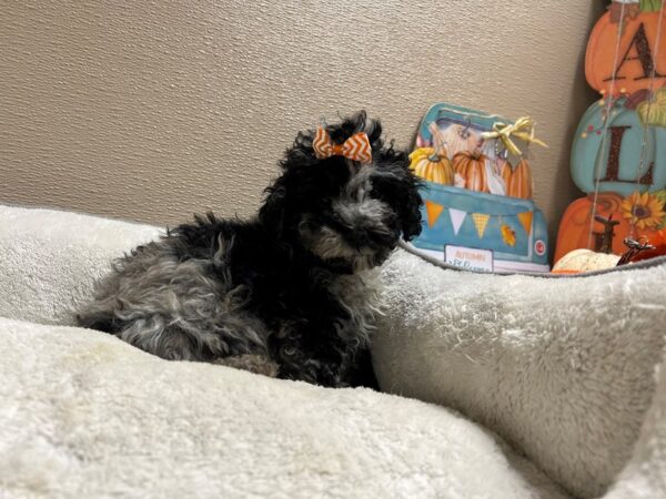 Miniature Poodle-DOG-Female-bl mrl-6583-Petland San Antonio, TX