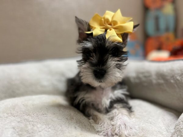 Min Schnauzer-DOG-Female-slt & ppr-6581-Petland San Antonio, TX