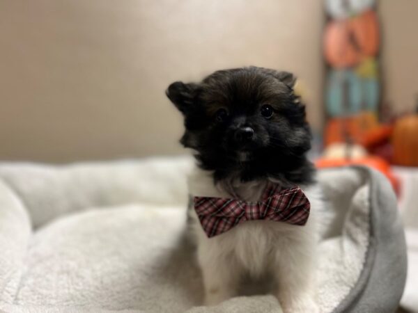 Pomeranian DOG Male br & wh 6580 Petland San Antonio, TX