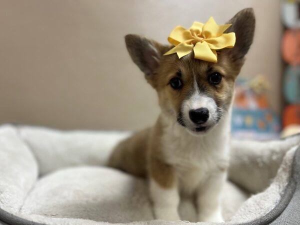 Pembroke Welsh Corgi-DOG-Female-tri-6577-Petland San Antonio, TX