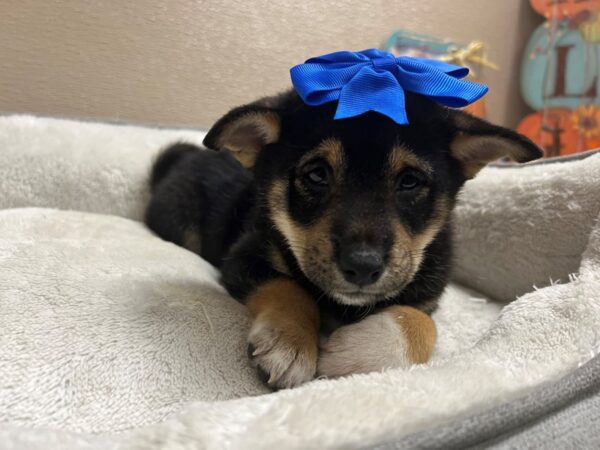 Shiba Inu DOG Female blk wh & tn 6584 Petland San Antonio, TX