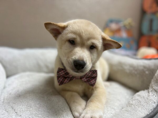 Shiba Inu-DOG-Male-cr-6585-Petland San Antonio, TX