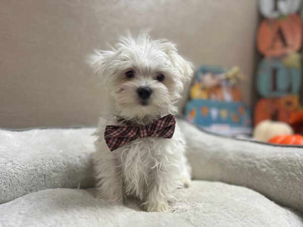 Maltese DOG Male wh 6587 Petland San Antonio, TX