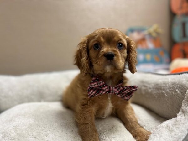 Cavalier King Charles Spaniel DOG Male rby 6588 Petland San Antonio, TX