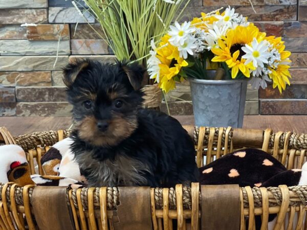 Yorkshire Terrier DOG Male Black & Gold 9530 Petland San Antonio, TX