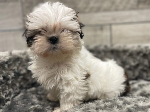 Shih Tzu DOG Male Gold & White 9520 Petland San Antonio, TX