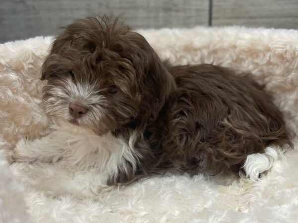 Havanese DOG Male Chocolate & White 9521 Petland San Antonio, TX