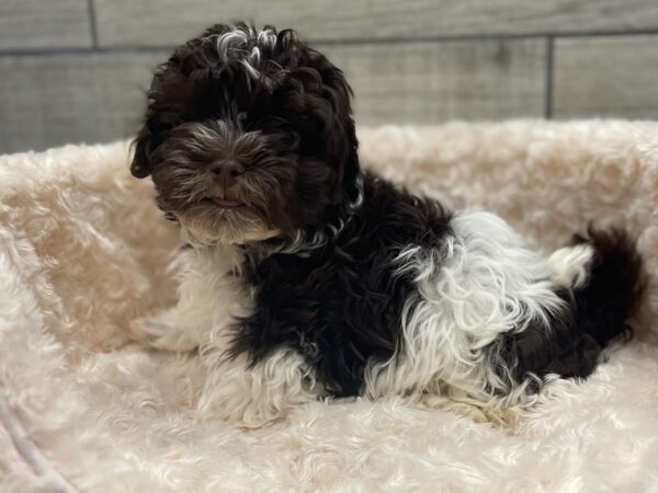 Havanese DOG Male Chocolate & White 9522 Petland San Antonio, TX