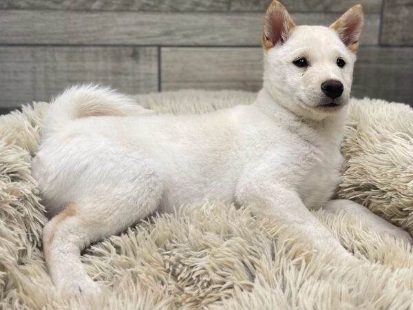 Shiba Inu DOG Male Cream 9523 Petland San Antonio, TX