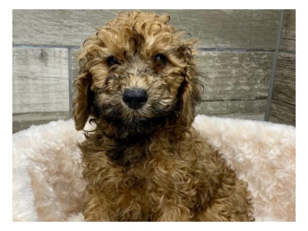 Cockapoo DOG Male Sable 9526 Petland San Antonio, TX