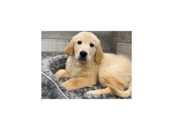 Golden Retriever DOG Male Golden 9524 Petland San Antonio, TX