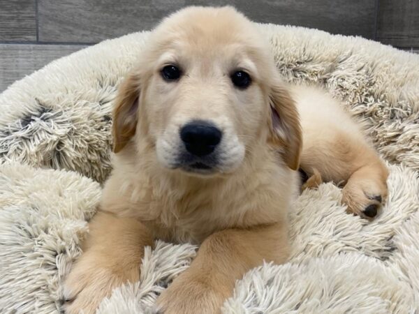 Golden Retriever DOG Female Golden Retriever 9525 Petland San Antonio, TX