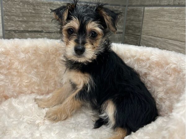 Morkie-DOG-Female-Black & Tan-9529-Petland San Antonio, TX