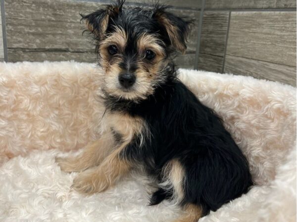 Morkie DOG Female Black & Tan 9529 Petland San Antonio, TX