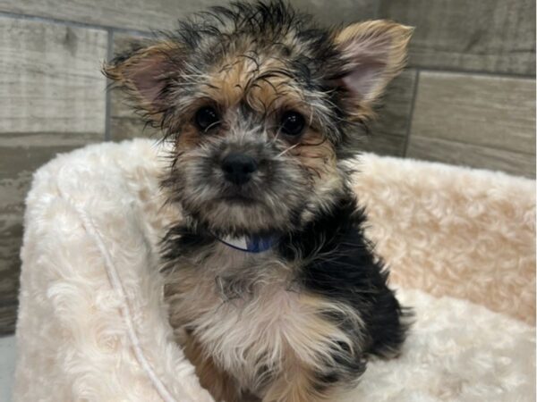 Morkie-DOG-Female-Black & Tan-9530-Petland San Antonio, TX